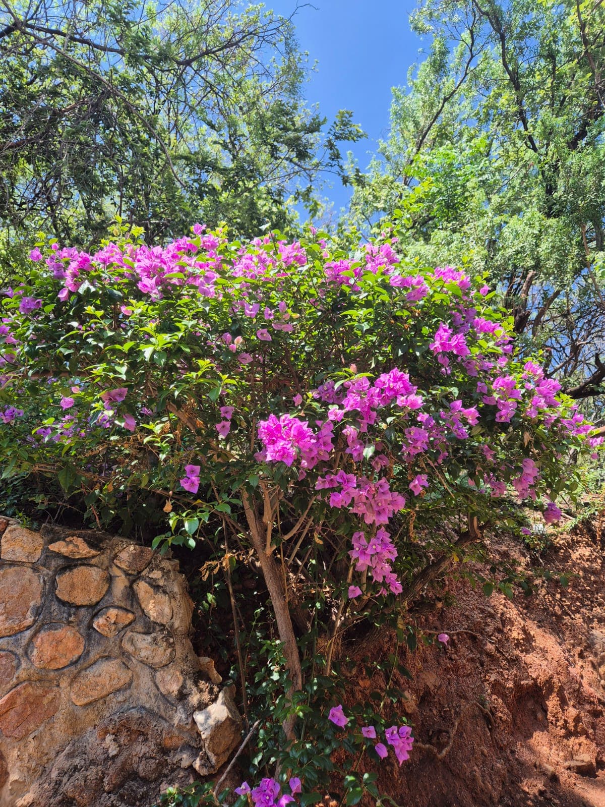Vibrant bougainvillea flowers on the farm.